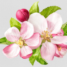 Схема вышивки «Яблоневый цвет»