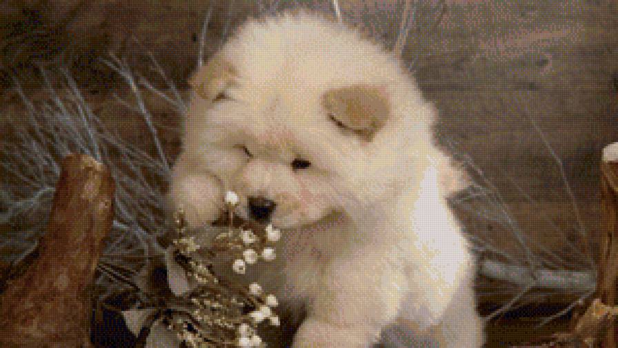 щенок - животное, собака, щенок - предпросмотр