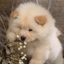 Схема вышивки «щенок»