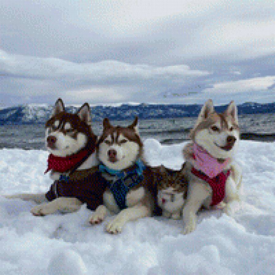 Хаски и котенок - животные, снег, собаки, зима, кошки, природа - предпросмотр