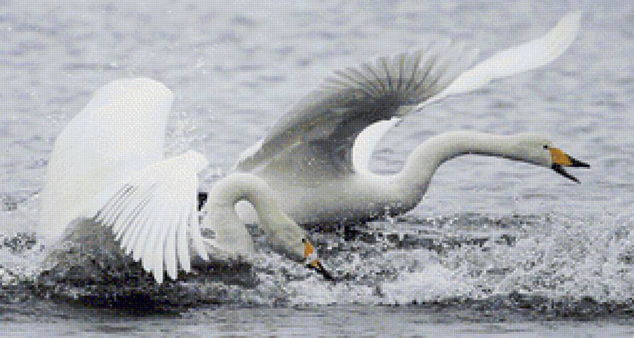 Лебеди на зимовке - алтай - предпросмотр