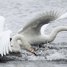 Схема вышивки «Лебеди на зимовке»