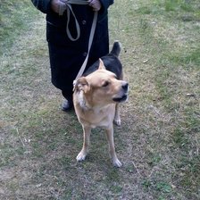 Схема вышивки «171»