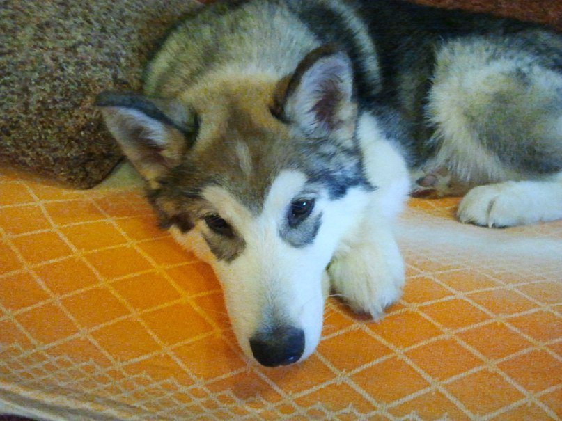 172 - оригинал