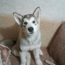 Схема вышивки «176»