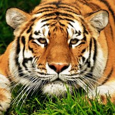 Схема вышивки «Тигр в траве»