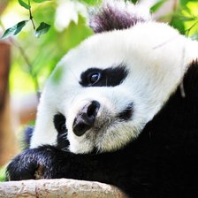 Схема вышивки «Панда на ветке»