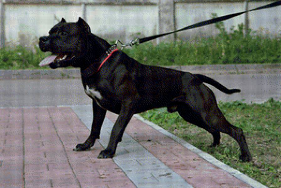 питбультерьер - собака, питбуль, питбультерьер - предпросмотр
