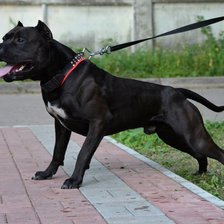 Схема вышивки «питбультерьер»