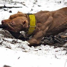 Схема вышивки «питбультерьер»