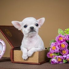 Схема вышивки «чих»