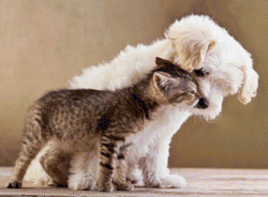 дружба2 - животное, котенок, кот, собака, щенок, кошка - предпросмотр