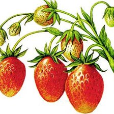 Схема вышивки «Земляника»
