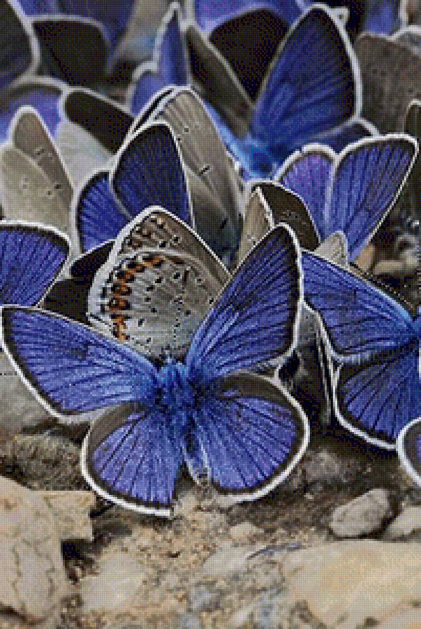 №1122841 - предпросмотр