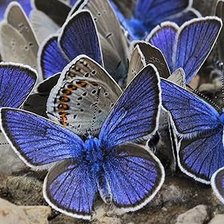 Схема вышивки «№1122841»