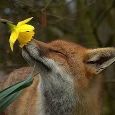 Схема вышивки «Нарцисс»