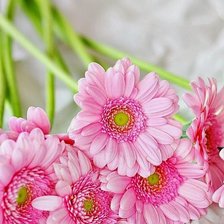 Схема вышивки «герберы2»