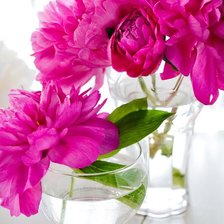 Схема вышивки «пионы1»