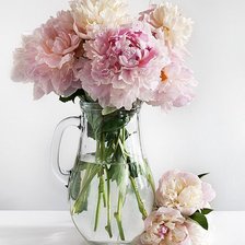 Схема вышивки «нежные пионы»