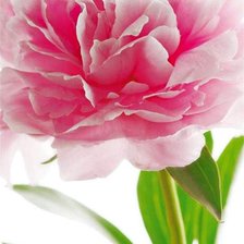 Схема вышивки «пион»