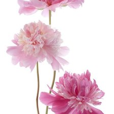 Схема вышивки «пионы в вазе-4»