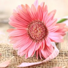 Схема вышивки «гербера на ткани»