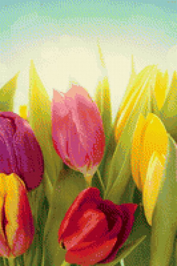 тюльпаны - разноцветные, тюльпаны, цветы - предпросмотр