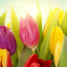 Схема вышивки «тюльпаны»