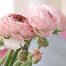 Схема вышивки «пионы2»