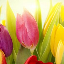 Схема вышивки «тюльпаны-1»