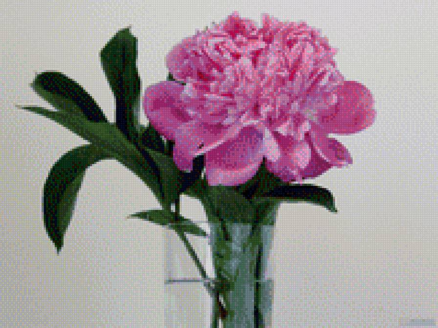 пионы в вазе-5 - в вазе, пионы, розовые, нежность, нежные - предпросмотр