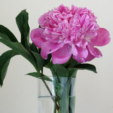 Схема вышивки «пионы в вазе-5»