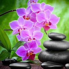 Схема вышивки «Орхидея»