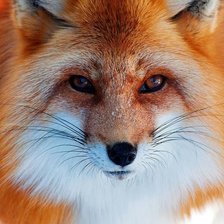 Схема вышивки «Братец-лис»