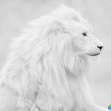 Схема вышивки «лев»