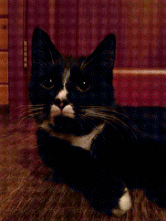 Снежа - кот, кошка - предпросмотр