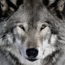 Схема вышивки «Глаза в глаза»