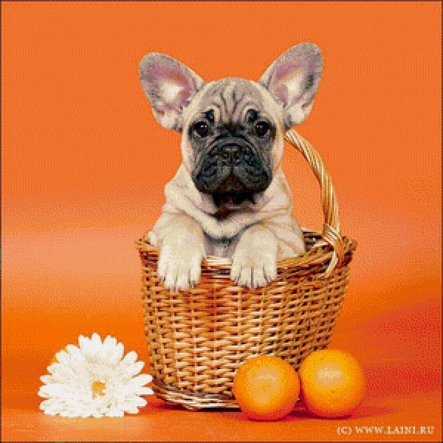 французский бульдог - бульдог, собака., французский бульдог - предпросмотр