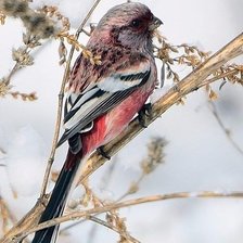 Схема вышивки «Птица»