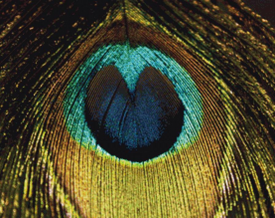 павлинье перо - перо, павлин, птицы, павлинье перо - предпросмотр