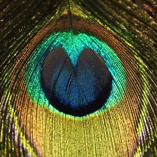 Схема вышивки «павлинье перо»