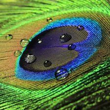 Схема вышивки «павлинье перо 2»