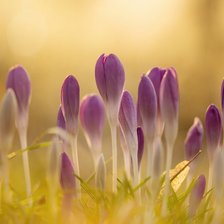 Схема вышивки «Цветы крокусы»