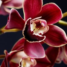 Схема вышивки «орхидея»