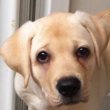 Схема вышивки «Лабросчастье2»