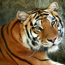 Схема вышивки «Бенгальский тигр»