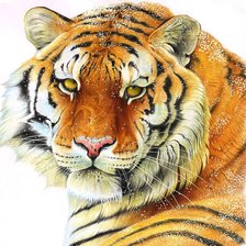 Схема вышивки «Тигр и снег»