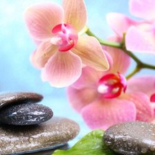 Схема вышивки «Орхидея»