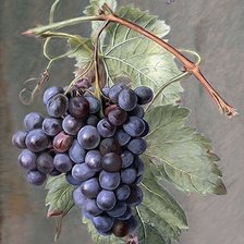 Схема вышивки «Виноград»