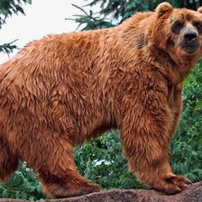 Схема вышивки «Медведь»